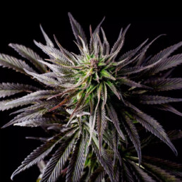Cal Verde Cannabis in Belmont, MA.